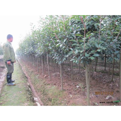 低价出售红叶石楠(地径4-9公分独杆2万棵）