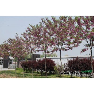 山西临汾侯马苗圃出售：香花槐，华山松，丁香，法桐，红叶李等