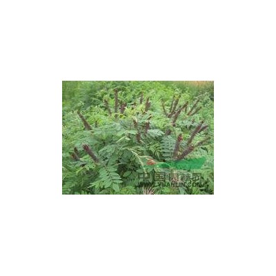 供应1年生红叶臭椿树苗