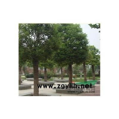 长沙罗汉松盆景 2012罗汉松价格表 罗汉松造型价格