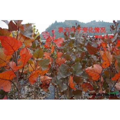 全红杨 中红杨 紫红杨 红杨 红叶杨 紫叶杨 二代杨 一代杨