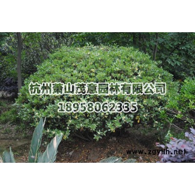 杜英图3