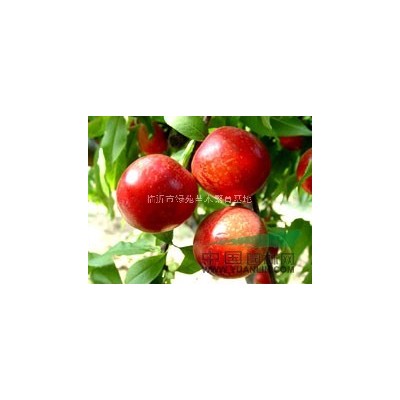 油桃苗，黄桃苗，大红桃苗