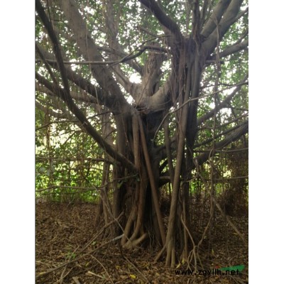 多株小叶榕胸径30-70公分