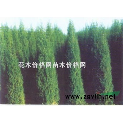 山梅花.胡枝子.红瑞木.水荀子