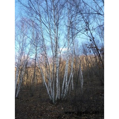 白桦树，蒙古栎，五角枫，云杉，山丁子，椴树