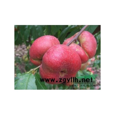 冬红海棠1-5公分