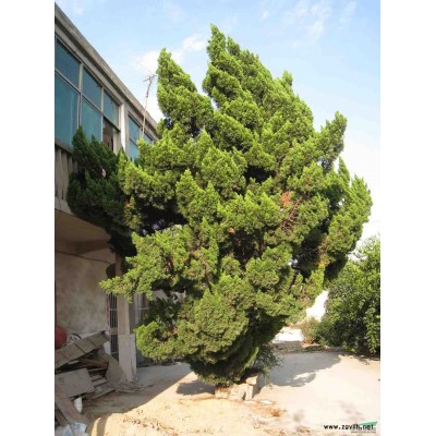 镇江28年龙柏，高7m，直径30cm左右