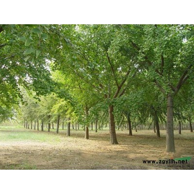 供应精品银杏实生树、嫁接树