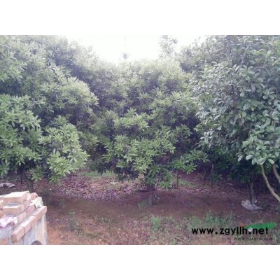 8-25公分杨梅树，8--16公分桂花树便宜出售