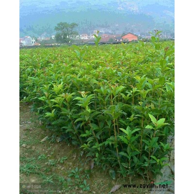 供应各种规格桂花树、苗，百万小苗批发零售