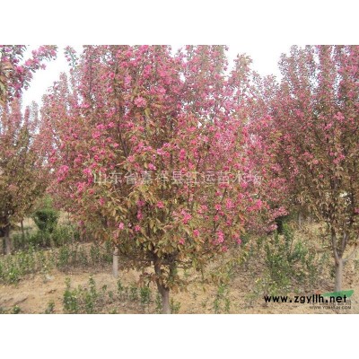 北美海棠，北美海棠小苗，白蜡