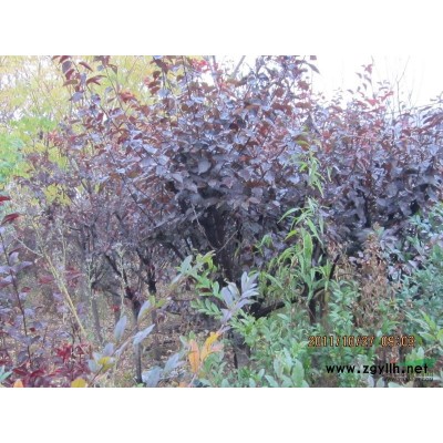 高接紫叶矮樱，紫叶太阳李，福寿考，云杉，金叶水腊，大茎国槐等