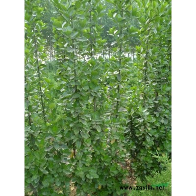 优质北海道黄杨，冬青