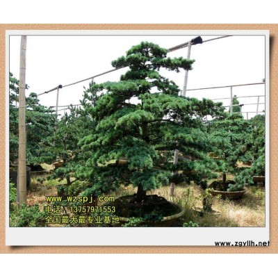 “迎客松”造型五针松盆景