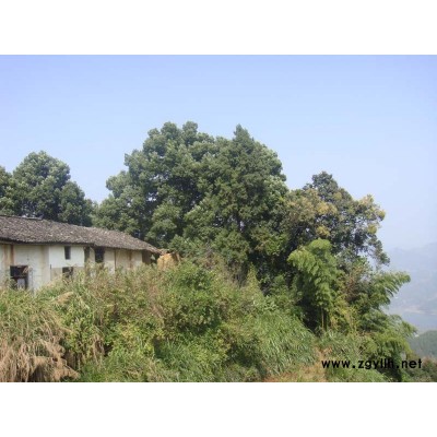 桂花、香樟、银杏大苗