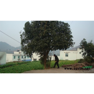 桂花10-25cm（金桂、银桂、丹桂）