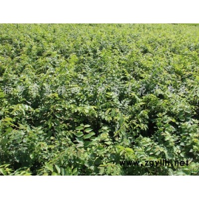 构树1-10-15-20-25-30cm