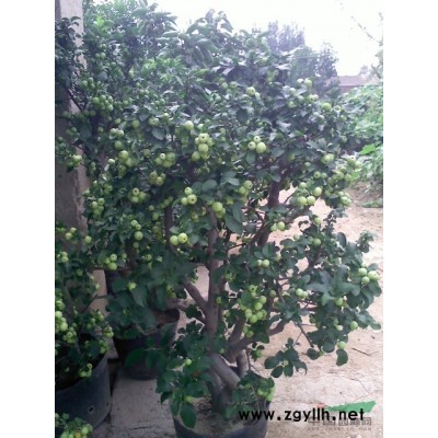 北美海棠  绿化苗   *新型芽苗