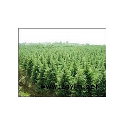 雪松，广玉兰，蜀桧