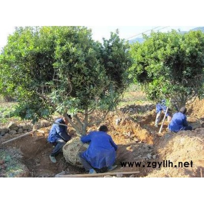 各种规格杨梅树苗