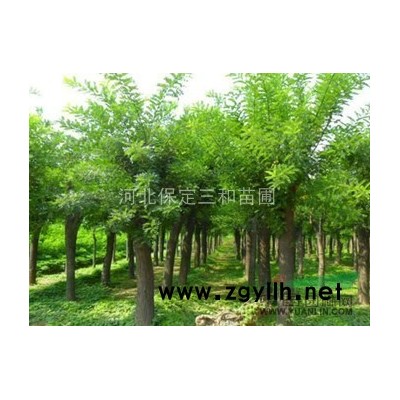 垂柳，垂柳销售