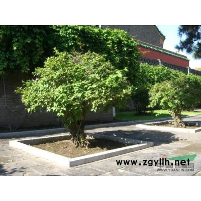 红运萱草*新优惠！