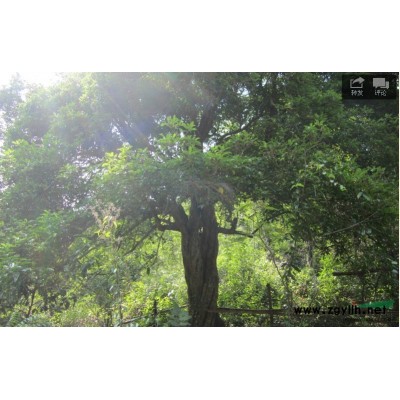 低价出售原生直经30公分的精品八月桂