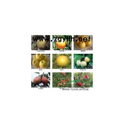 低价出售各种果树苗、苹果、梨、桃、柿子、核桃、石榴、花椒、等