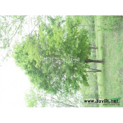 五角枫 山槐 云杉 白桦 紫叶李各种规格出售