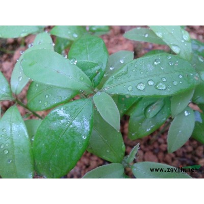 金丝楠木苗报价丨湖南金丝楠木苗报价丨紫楠苗价格