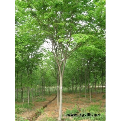 榉树苗木