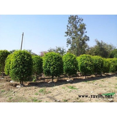 小叶榕、垂榕、黄金榕、海枣、华棕（老人葵）