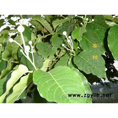 金森女贞、金边黄杨、大叶黄杨、海桐、红叶小檗等苗木