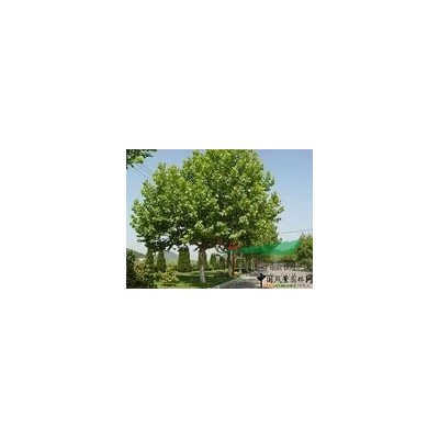 油松、白皮松、小叶女贞、红叶小檗扦插