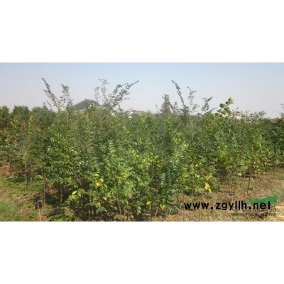 江苏榉树、朴树小苗