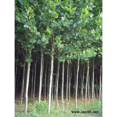 法桐 国槐 垂柳