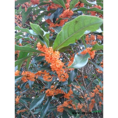 大量出售，福建浦城丹桂.扦插苗.或直径1至20公分的丹桂