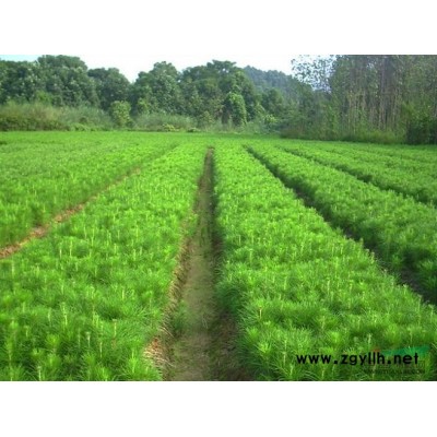 陈山红心杉种子