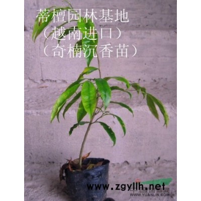 越南*（棋楠）奇楠沉香苗/苗高30公分以上