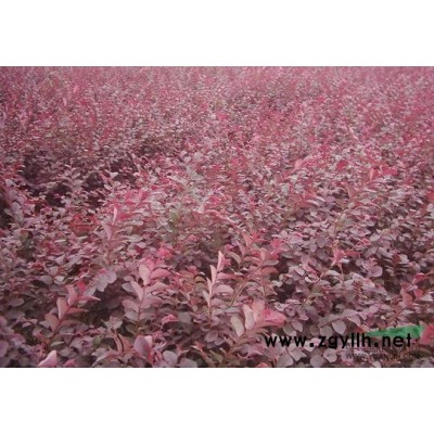 湖南大量供应；茶花；桂花；香樟；罗汉松；紫薇；红花继木；杜鹃