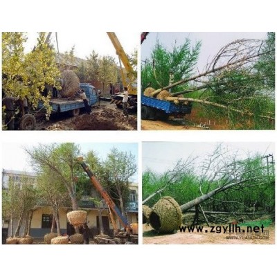 各种规格银杏苗木