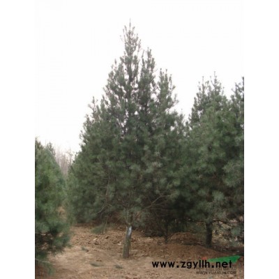 白皮松米径20cm高度7-8米、冠幅3.5-4米