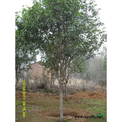 四季桂  八月桂  红花紫薇