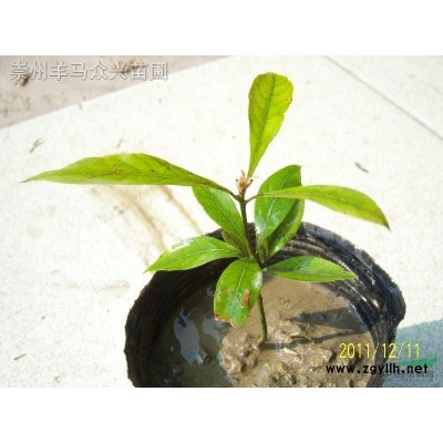 金丝楠树苗.小树.大树