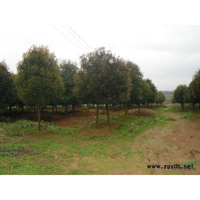 各种规格桂花树