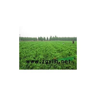 【洛阳益丰绿色种植】洛阳金银花