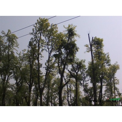 1000棵17-35cm朴树