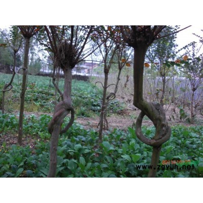 紫薇、小叶女贞、黄杨、龙槐、国槐、龙柏、蜀桧等