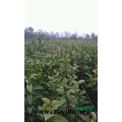 八月（金）桂苗/批量供应/0.2至1.5米高